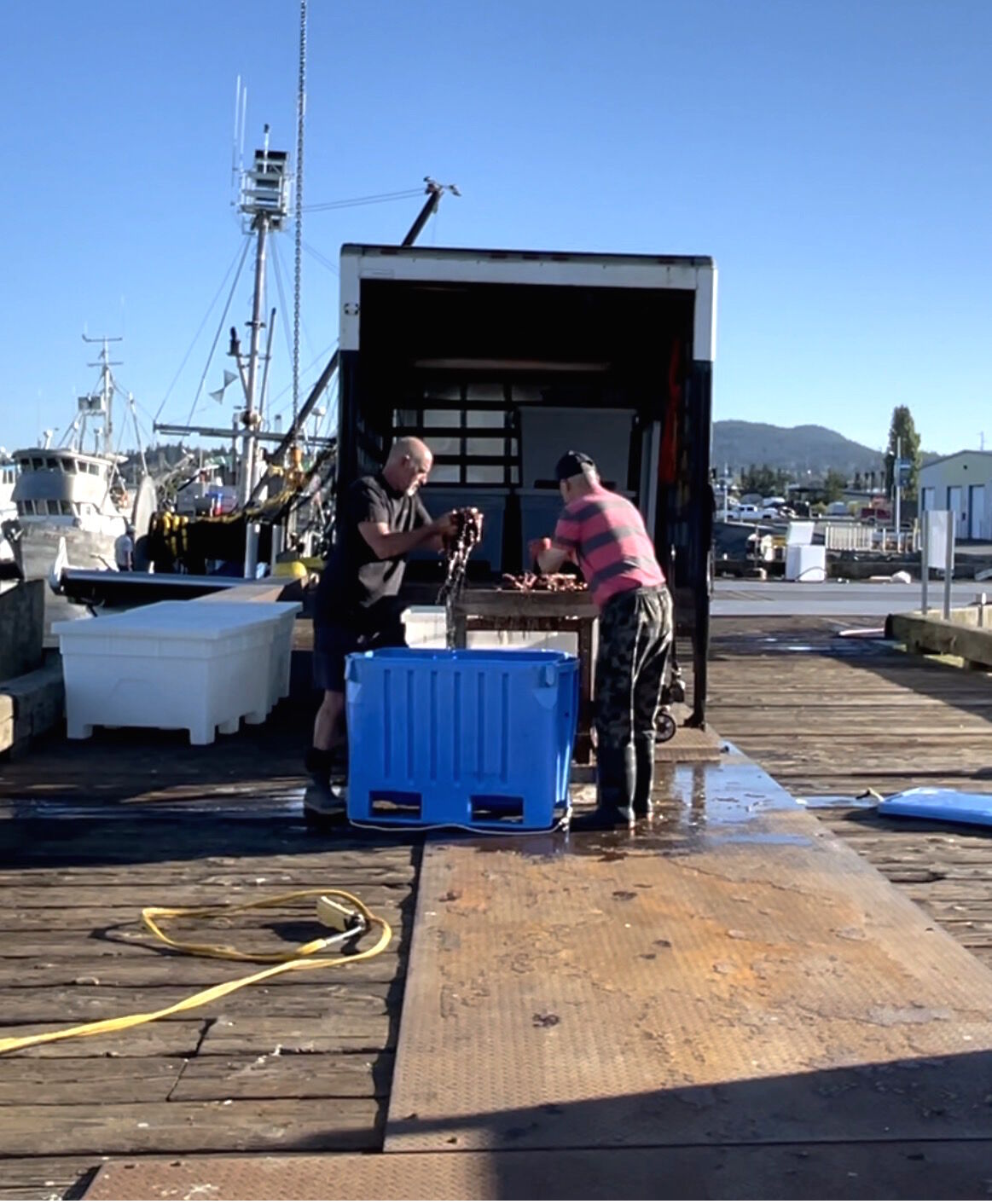 Sea cucumbers weighed and sold